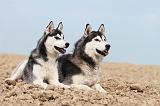 SIBERIAN HUSKY 322